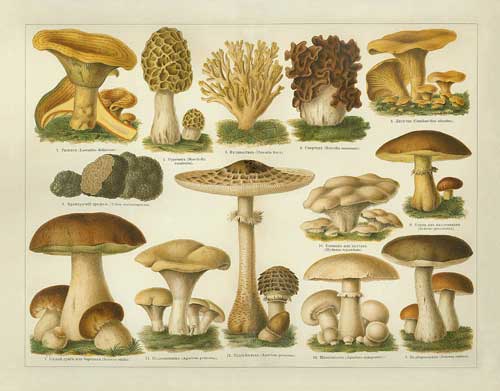 mushroomplate1