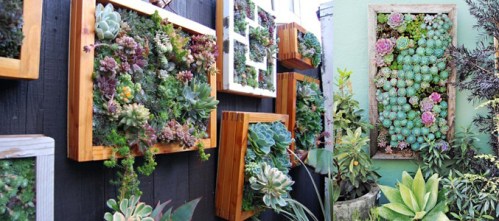 Succulents-framed