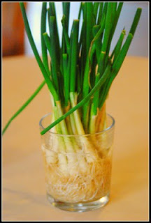 green onion