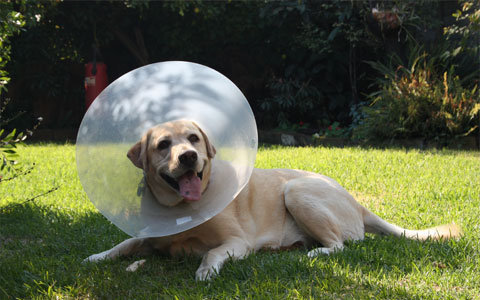 cone-head