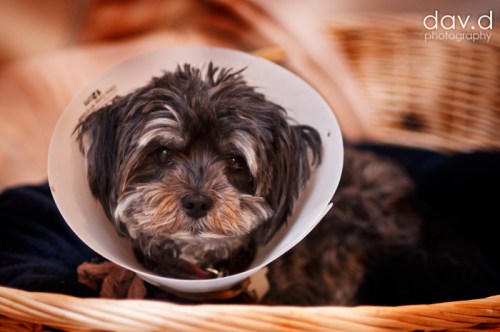 dog-cone-of-shame